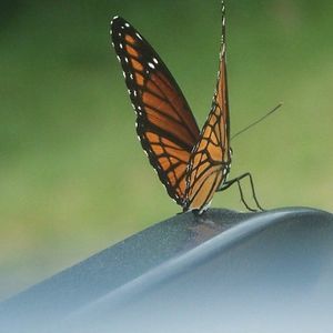 Meet your Posher, Wanda